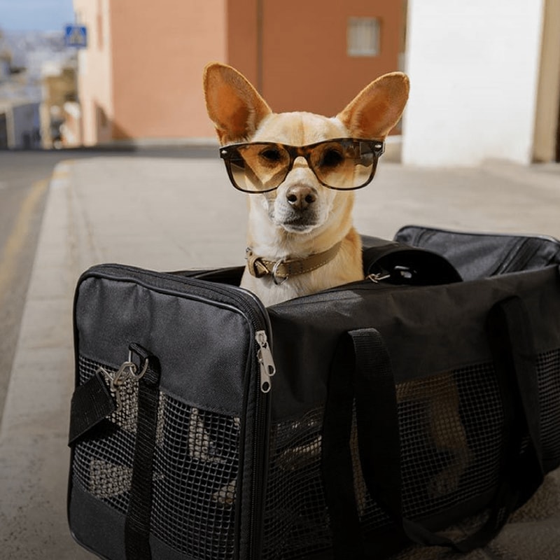 Transporte internacional de mascotas